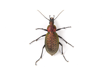 iridescent ground beetle Carabus auratus isolated on white background.