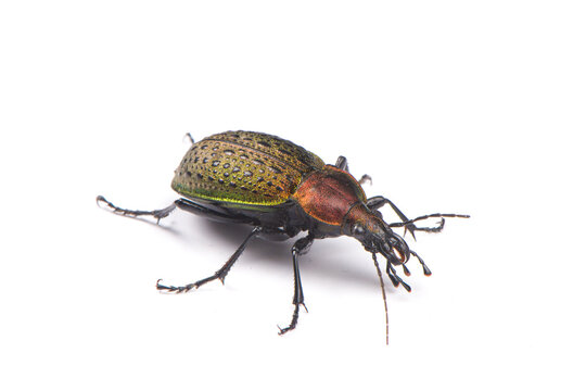 iridescent ground beetle Carabus auratus isolated on white background.