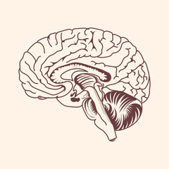 Human brain vector design illustration 