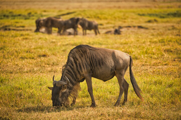 Gnus in Afrika