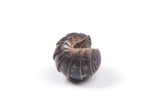 Curved pill bug or sow bug,Armadillidium vulgare isolated on white background.