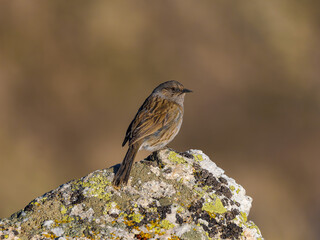 Acentor alpino en la montaña