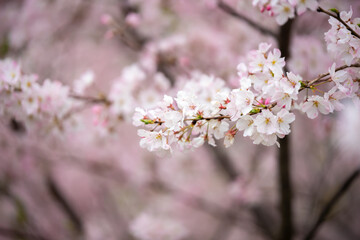 春の日差しに輝く桜　春のイメージ