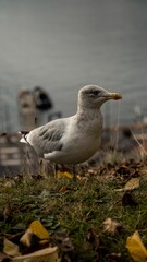 Vertical shot of a herring gull (Larus argentatus) on the shore