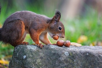 Closeup shot of a red squirrel standing on a stone and holding a nut in its mouth © Andreas Furil/Wirestock Creators