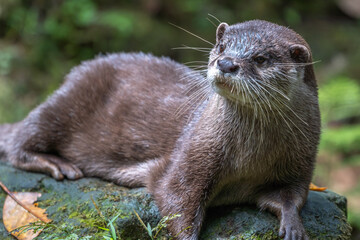 コツメカワウソのポートレート