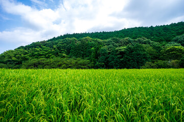 夏の水田　田舎のイメージ