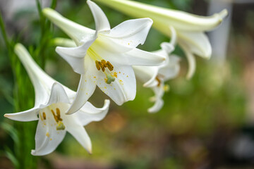 白百合の花　マクロイメージ