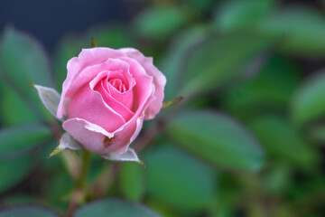 バラの花　屋外撮影