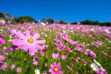 コスモスの花　秋のイメージ