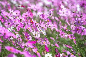コスモスの花　秋のイメージ
