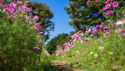コスモスの花　秋のイメージ