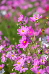 コスモスの花　秋のイメージ