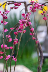 紅梅　初春のイメージ