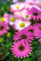 Obraz premium デイジーの花 春のイメージ