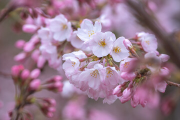 春の日差しに輝く桜の花　春のイメージ