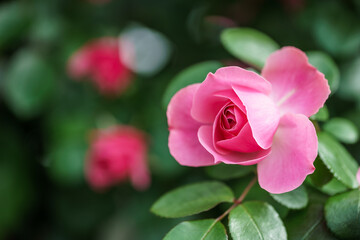 バラの花　屋外撮影