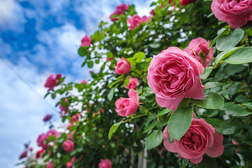 バラの花　屋外撮影