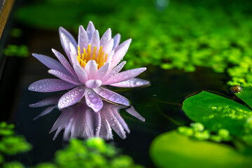 和風ビオトープに浮かぶスイレンの花