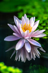 和風ビオトープに浮かぶスイレンの花