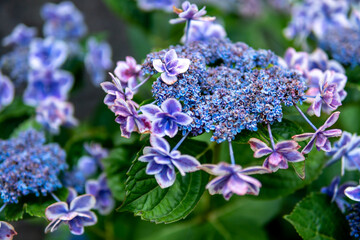 紫のアジサイ　梅雨の季節のイメージ