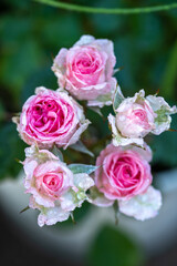 バラの花　マクロイメージ