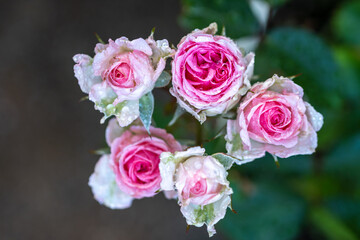 バラの花　マクロイメージ