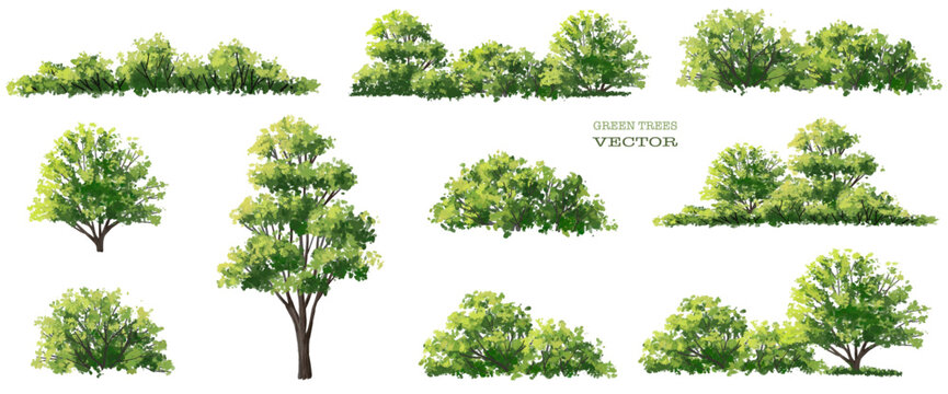 Vector watercolor of green grass,tree side view isolated on white background for landscape and architecture drawing, elements for environment and garden, painting botanical for exterior section