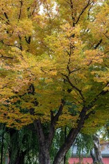 Vertical shot of a yellow tree in autumn.