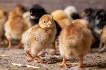 Little chickens at a poultry farm.