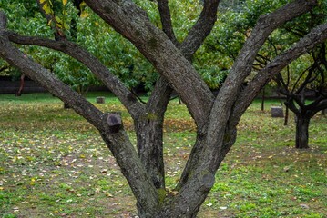 Big old tree trunk in autumn.
