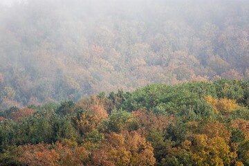 Aerial shot of a forest in autumn.