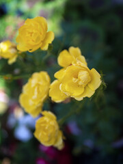 Rosa 'Blythe Spirit'. 