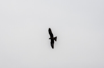 brown spotted eagle hunts for fish on lakes in spring