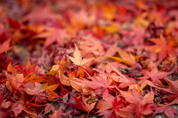 紅葉　秋の和風イメージ