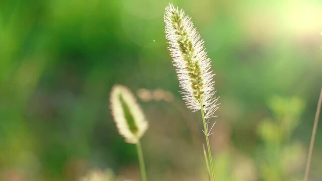 Closeup of a green Setaria or Bristlegrass moving from a breeze under sunlight