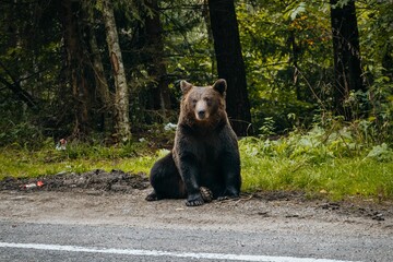 Brown bear in a forest near the road at daytime