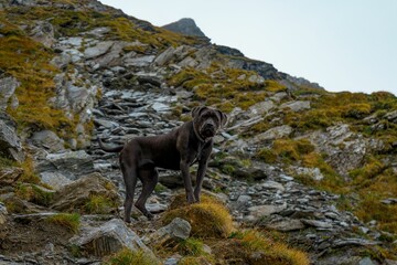 Cane Corso dog on the rock of a sloping mountain