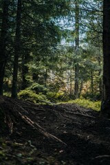 Vertical shot of trees in a forest at daytime