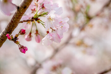 春の日差しを浴びる桜の花