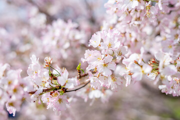 Obraz premium 春の日差しを浴びる桜の花