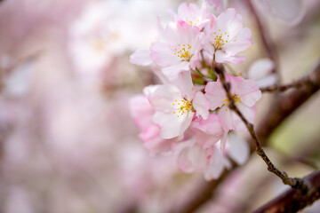 Obraz premium 春の日差しを浴びる桜の花