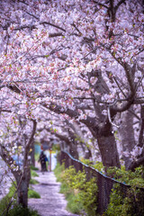 春の日差しを浴びる桜の花