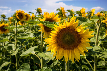 Sonnenblume im Sonnenblumenfeld