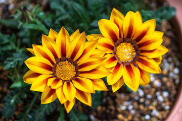 ガザニアの花　春のイメージ