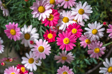 Obraz premium マーガレットの花 春の季節のイメージ