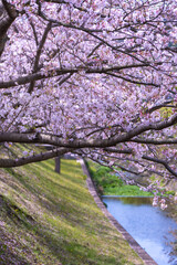 春の日差しを浴びる桜の花