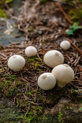 Vertical shot of edible Common puffballs (lycoperdon perlatum) grown in the forest