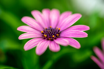 Fototapeta premium デイジーの花 春のイメージ