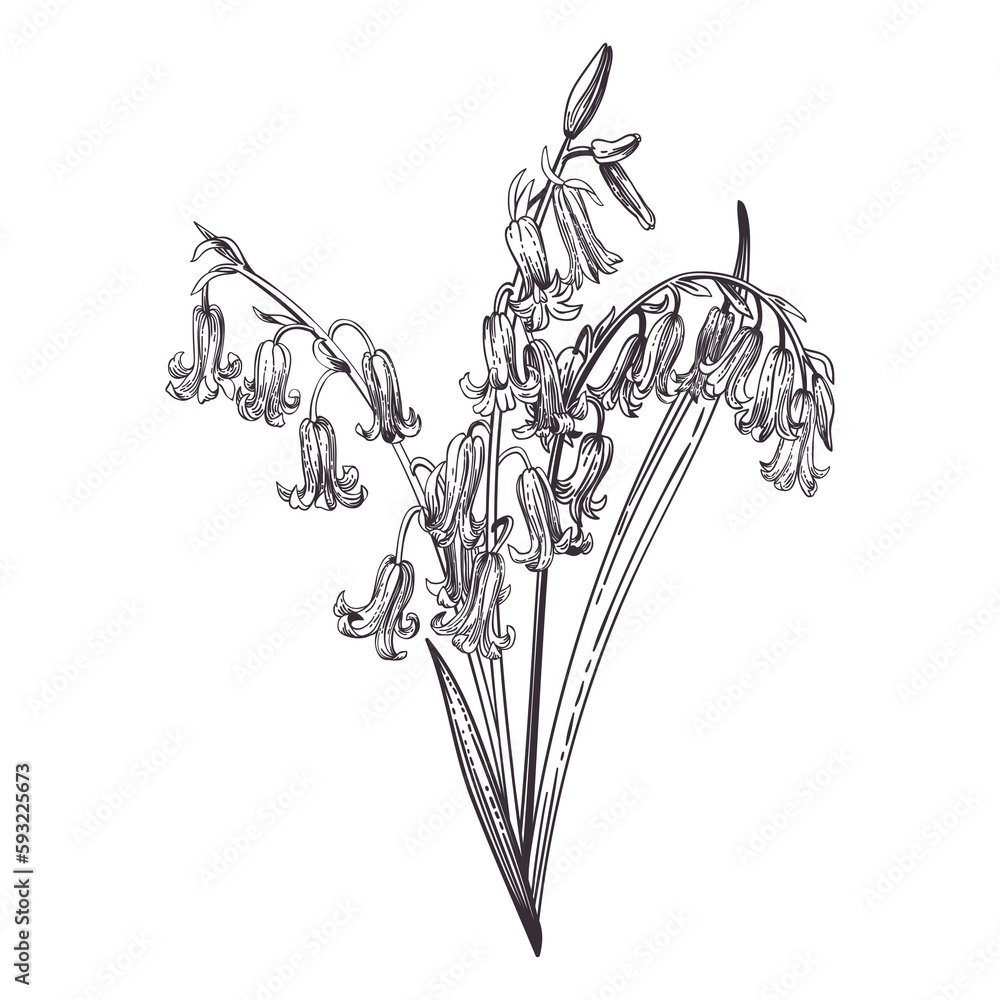 Poster Bluebell. Spring bouquet. Floral illustration. Engraving style. Black.